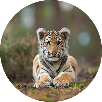 Royal Bengal Tiger ( Panthera tigris ), resting, frontal view van wunderbare Erde
