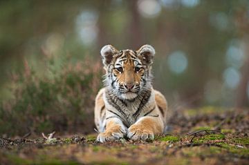 Royal Bengal Tiger ( Panthera tigris ), resting, frontal view van wunderbare Erde