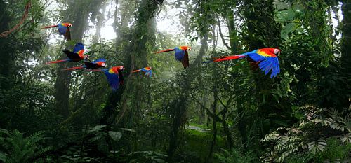 Aras im Dschungel von Paulus Geeve