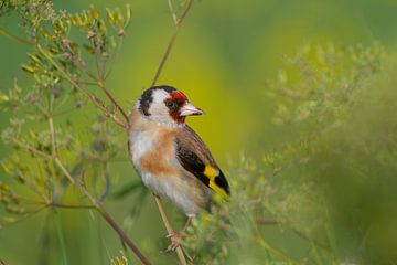 Goldfinch among the greenery