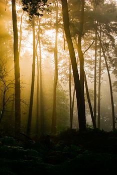 Forest waking up