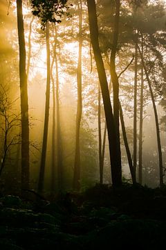 Forest waking up van Arjen Uijttenboogaart