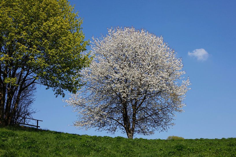 Baumblüte von Thomas Jäger