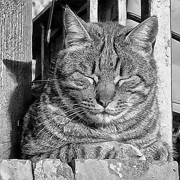 Chat ronflant au soleil en fin de journée Noir et blanc sur Dorothy Berry-Lound