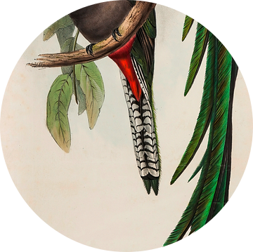 Quetzal, Trogon resplendens, John Gould van Teylers Museum
