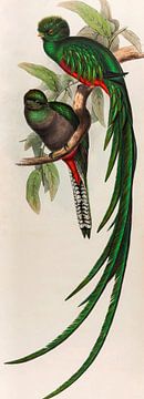 Quetzal, Trogon Respendens, John Gould sur Teylers Museum