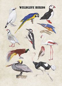 Wild lebende Vögel