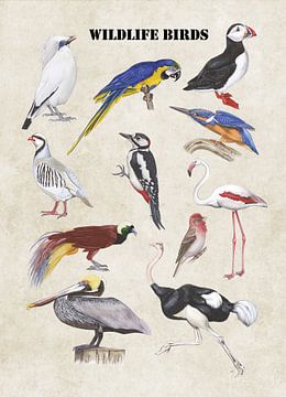 Oiseaux sauvages sur Jasper de Ruiter