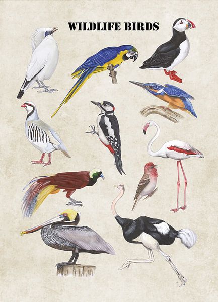 Wildlife birds van Jasper de Ruiter