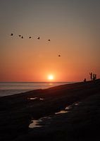 Pelikane im Sonnenuntergang