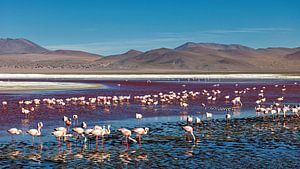 Die Flamingos der Laguna Colorada