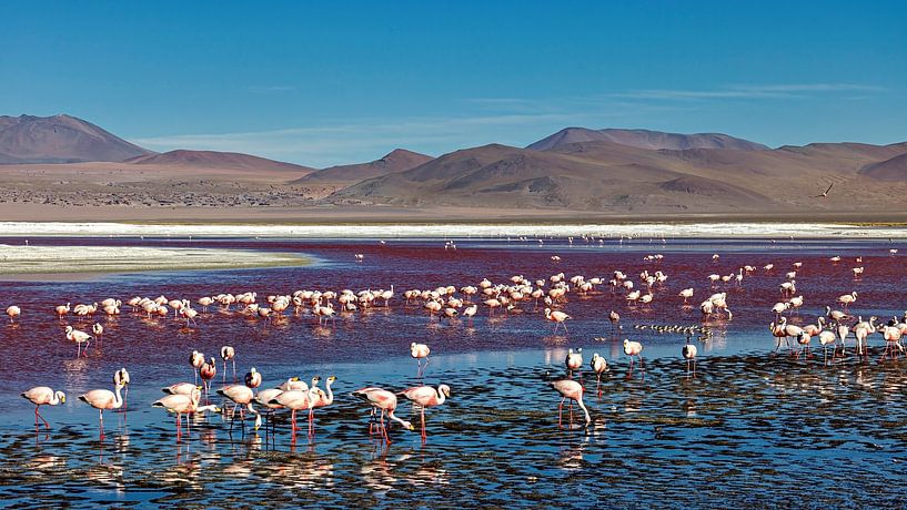 The flamingos of Laguna Colorada by Roland Brack