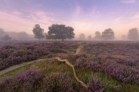 A moorland path