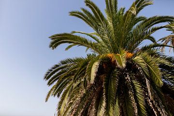 Groene bladeren van palmboom in Porto, Portugal van Karijn | Fine art Natuur en Reis Fotografie