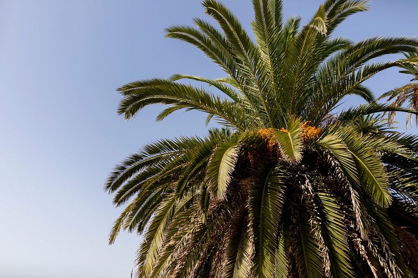 Green leaves of palm tree in Porto, Portugal by Karijn | Fine art Natuur en Reis Fotografie