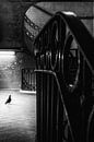 Big Bird in einem kleinen Käfig, Laura Mexia von 1x Miniaturansicht