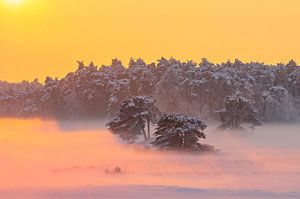 Verschneite Winterlandschaft in einem Treibsanddünengebiet