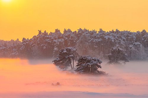Winterlandschap in een stuifduingebied