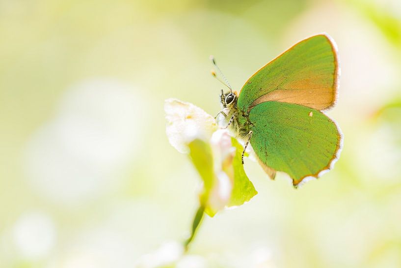 The rookie by Danny Slijfer Natuurfotografie