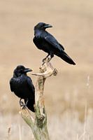 Common Raven  ( Corvus corax ), two together, perched