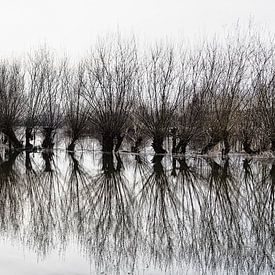 Willows at high tide by Ralf Köhnke