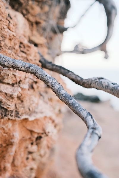 Beauté brute d&#039;Ibiza : racines grises dans la terre rouge // Photographie de nature et de voyag par Diana van Neck Photography