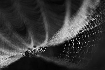 Spider in the web by Danny Slijfer Natuurfotografie
