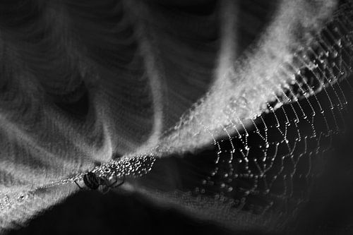 Spin in het web