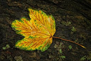 United colours of autmn