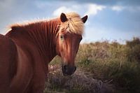 Horses in the Veluwe II