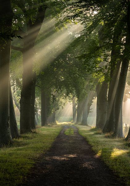 Zonnestralen van Melvin Jonker