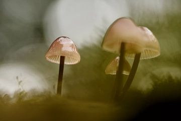 Champignons dans la forêt d'automne sur Stefan Wiebing Photography
