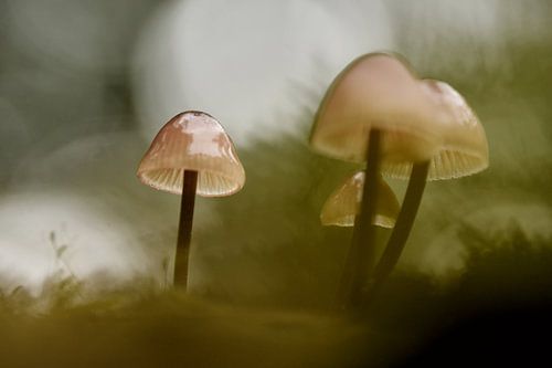 Paddenstoelen in het herfstbos