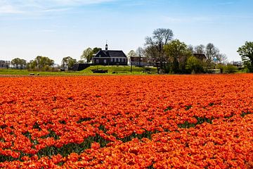 Tulpenvelden, Bollenvelden bij Schokland, Nederland van Gert Hilbink