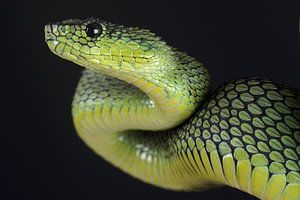 Vipère arboricole de Nitsche (Atheris nitschei)