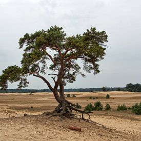 Boom op het Beekhuizerzand #2 van Sander van Dorp