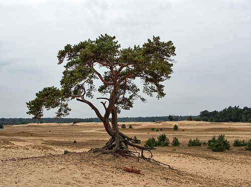 Boom op het Beekhuizerzand #2