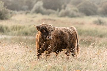 Highlander écossais