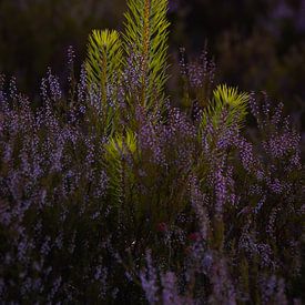 Young pine among the flowering heather on the Veluwe in the summer evening. by Erik Groen