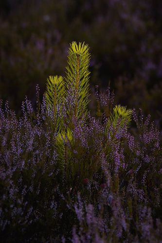 Junge Kiefern zwischen blühendem Heidekraut auf der Veluwe am Sommerabend.
