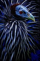 Vulture Guinea fowl