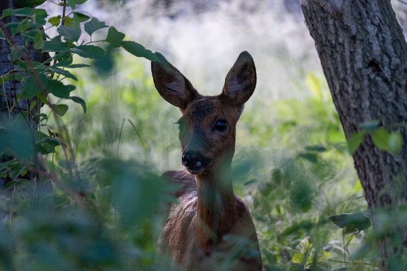 Deer by Maaike Krimpenfort