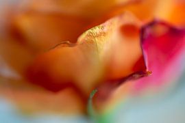 Verwelkende oranje roos.