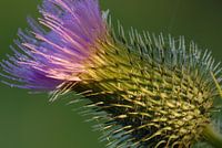 Speerdistel in het ochtendlicht