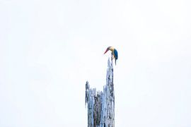 Stork-billed kingfisher by Martin Jansen