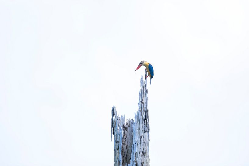 Storchschnabeleisvogel von Martin Jansen