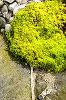 MOS BOOM von der Natur geformt
