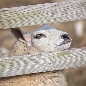 Texels Schaap. van Justin Sinner Pictures ( Fotograaf op Texel)