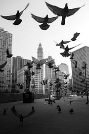 Chicago Birds. von Joris Vanbillemont