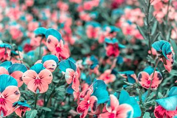 Stiefmütterchen - Viola ×wittrockiana